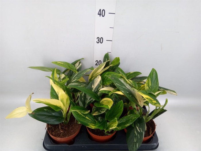 <h4>Monstera   ...</h4>