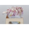 Zantedeschia Eydolls Purple White