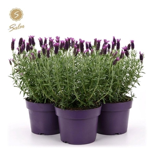 Lavandula st. 'Anouk'® Collection P19