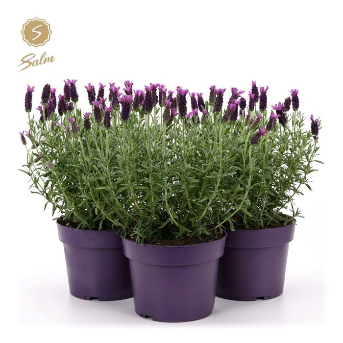 <h4>Lavandula st. 'Anouk'® Collection P19</h4>