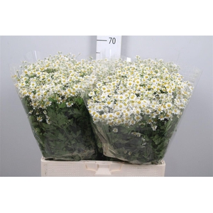 Tana Pa Single Vegmo