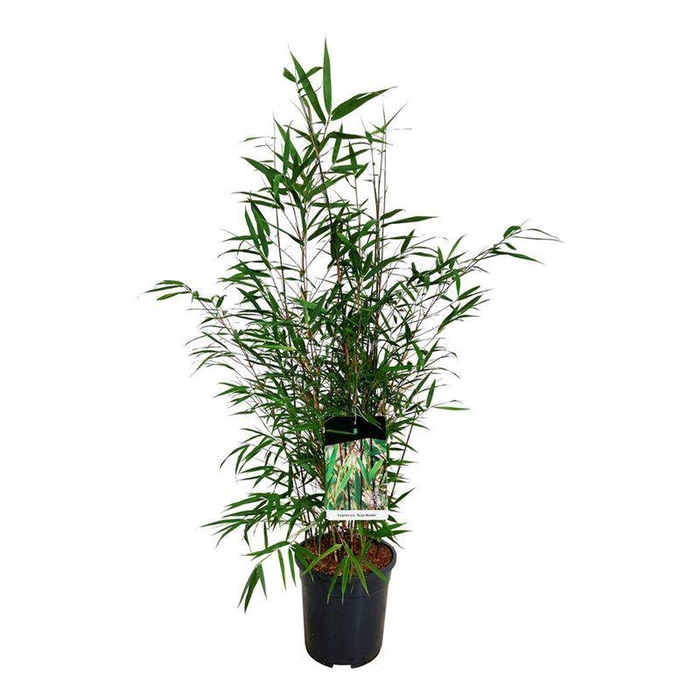 <h4>Fargesia scabrida 'Asian Wonder'</h4>