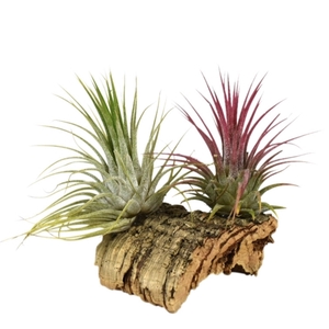 Tillandsia Kurkhout small