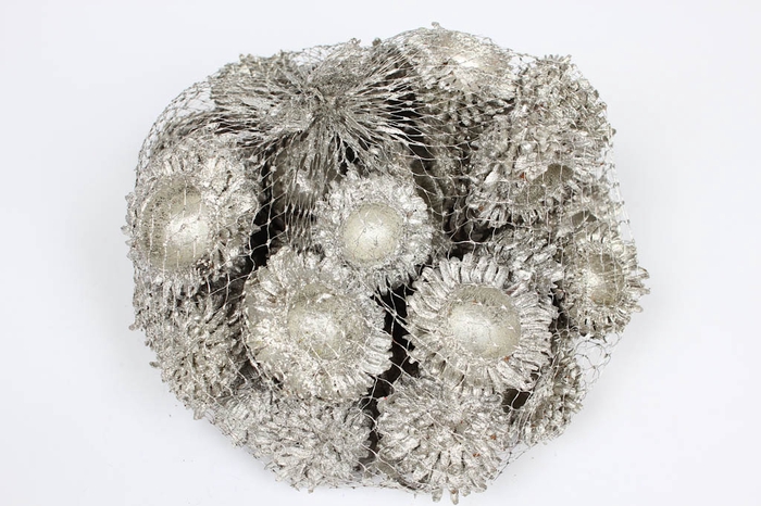 Acorn Cones 500gr in net Platina