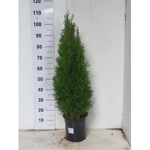 THUJA O SMARAGD