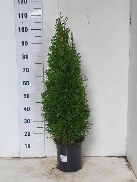 THUJA O SMARAGD