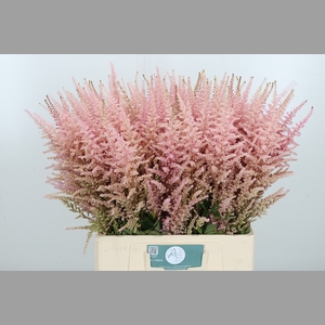 Astilbe Erika Roze