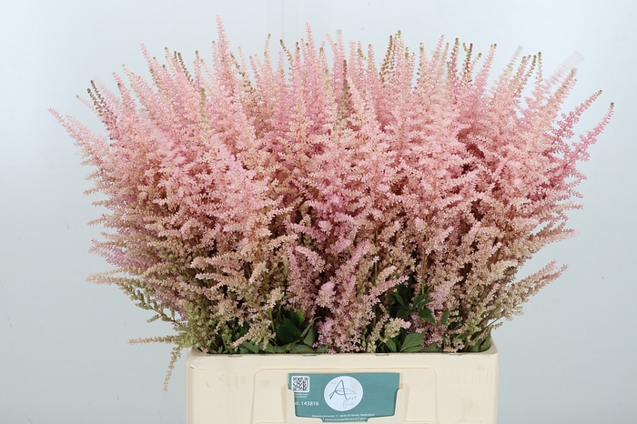 <h4>Astilbe Erika Roze</h4>