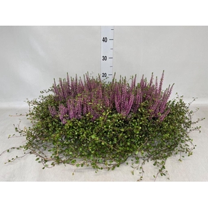 Calluna vulg. 'Beauty L' ..mix