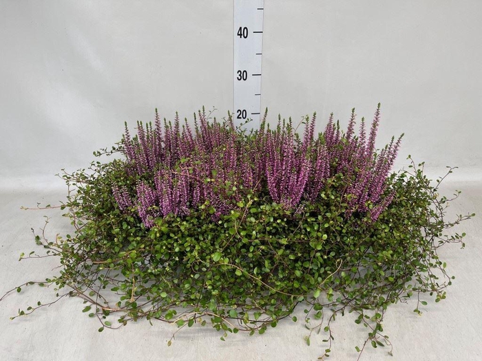 <h4>Calluna vulg. 'Beauty L' ..mix</h4>