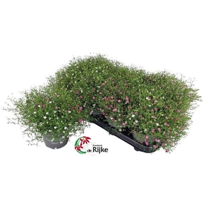 Gypsophila muralis