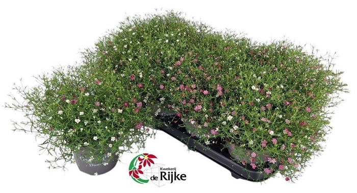 <h4>Gypsophila muralis</h4>