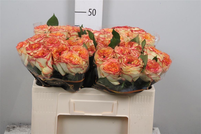 <h4>R Gr Aruba Summerh</h4>