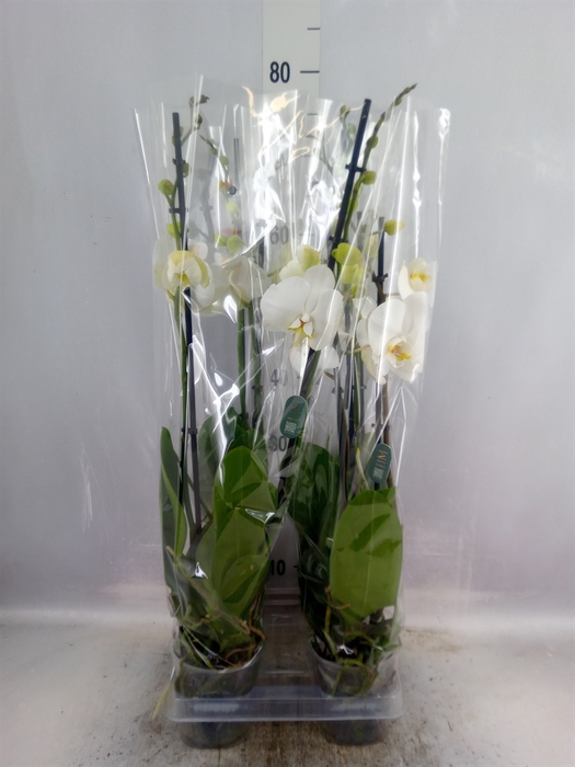 <h4>Phalaenopsis   ...white</h4>