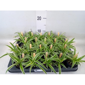 Chlorophytum com. 'Ocean'