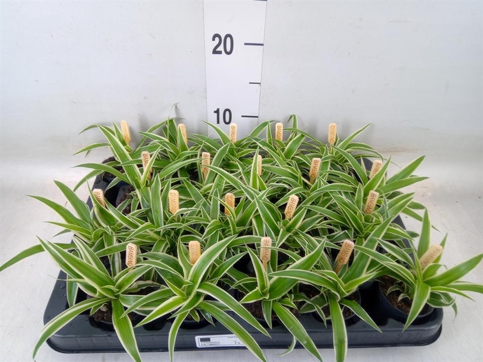 <h4>Chlorophytum com. 'Ocean'</h4>