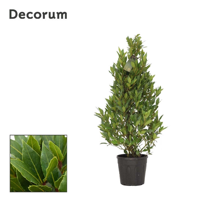 <h4>Laurus nobilis</h4>