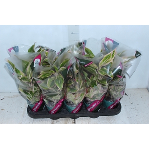 AGLAONEMA PINK AURORA P12