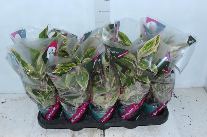AGLAONEMA PINK AURORA P12