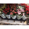 Kalanchoe Garden, Orange