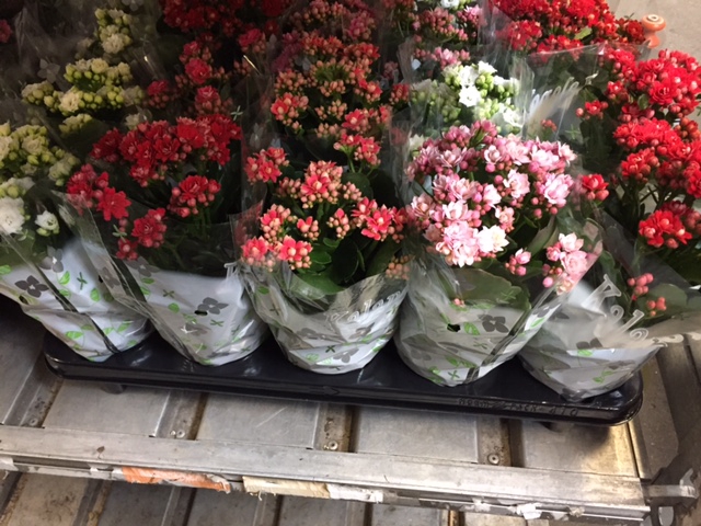 Kalanchoe Garden, Orange