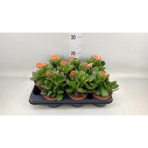 Crassula ovata 'Sunset'