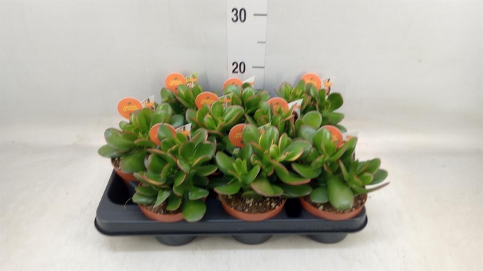 <h4>Crassula ovata 'Sunset'</h4>