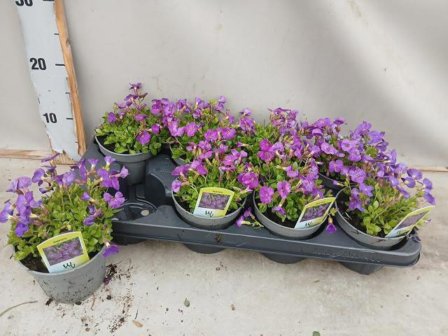 <h4>AUBR BLUE EMPEROR</h4>