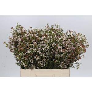 Chamelaucium Blondie