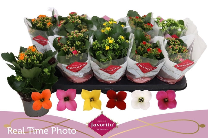 <h4>KAL EN GEM 6 KL</h4>