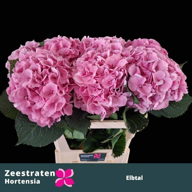 <h4>HYDR M ELBTAL RZ</h4>