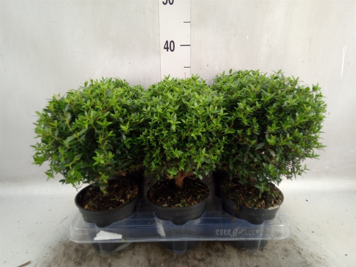 Myrtus communis