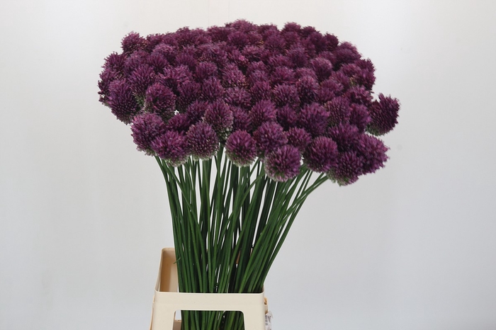 <h4>Allium Sphaerocephalon</h4>