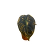 Alocasia
