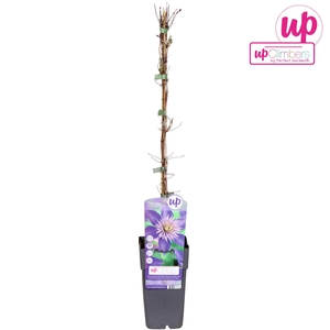 Clematis Multi Blue P15