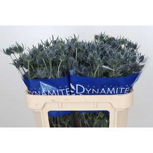 Eryngium Blue Dynamite