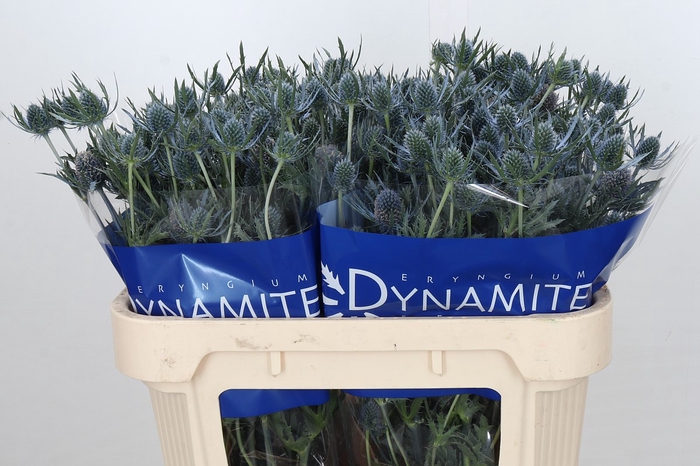 <h4>Eryngium Blue Dynamite</h4>