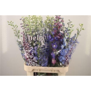Delph El Dewi Mixed