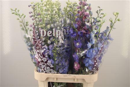 <h4>Delph El Dewi Mixed</h4>