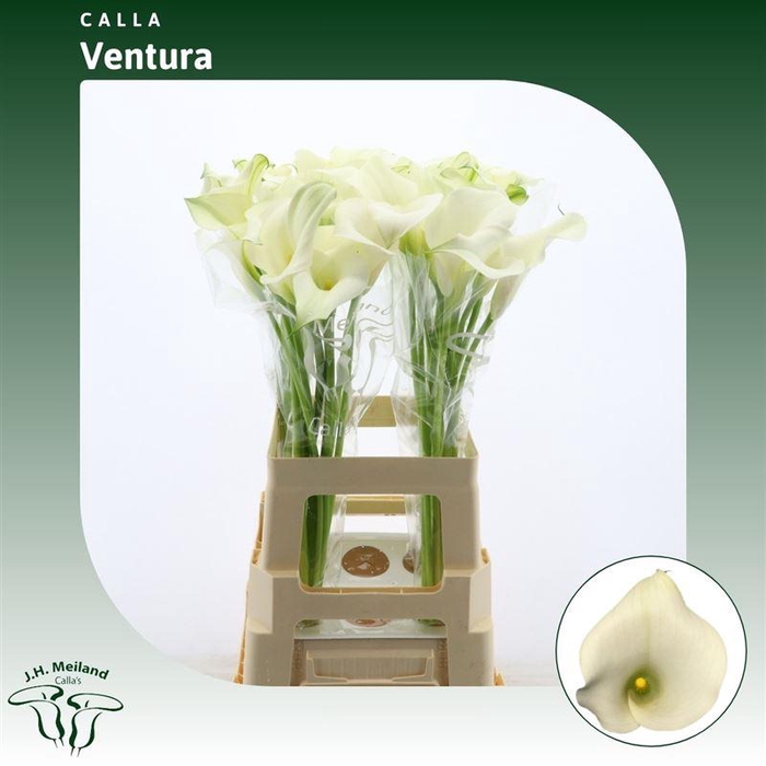 <h4>Calla Ventura</h4>