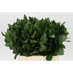 Ruscus Hypophyllum