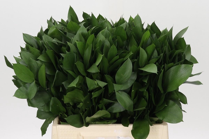 <h4>Ruscus Hypophyllum</h4>