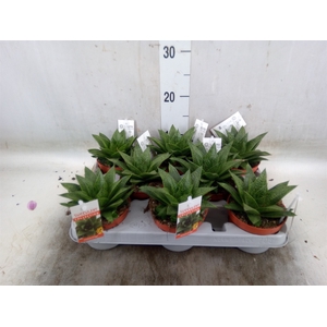 Gasteria