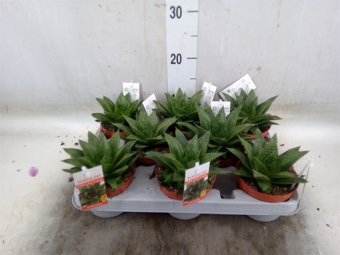 <h4>Gasteria</h4>