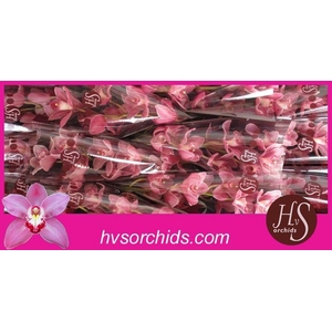 CYMB T PRINCESS 50 CM