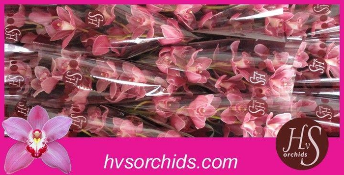 <h4>CYMB T PRINCESS 50 CM</h4>