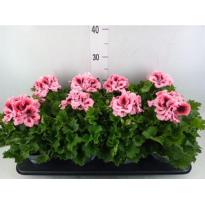 Pelargonium gran.   ..