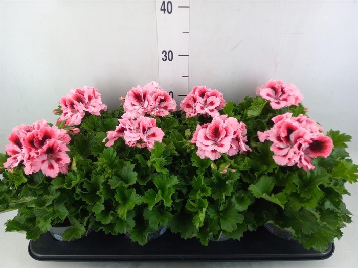 <h4>Pelargonium gran.   ..</h4>