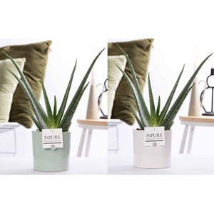 Aloe Vera in P&PURE Essential ceramics ass. 2