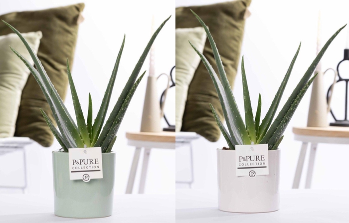 <h4>Aloe Vera in P&PURE Essential ceramics ass. 2</h4>